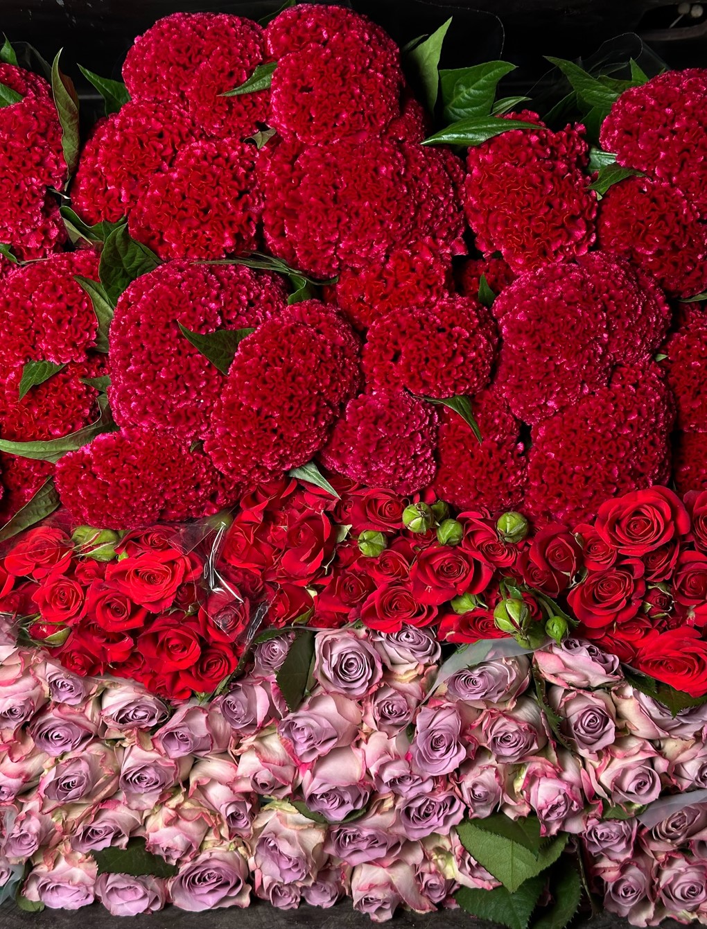 Celosia Red + Memory lane