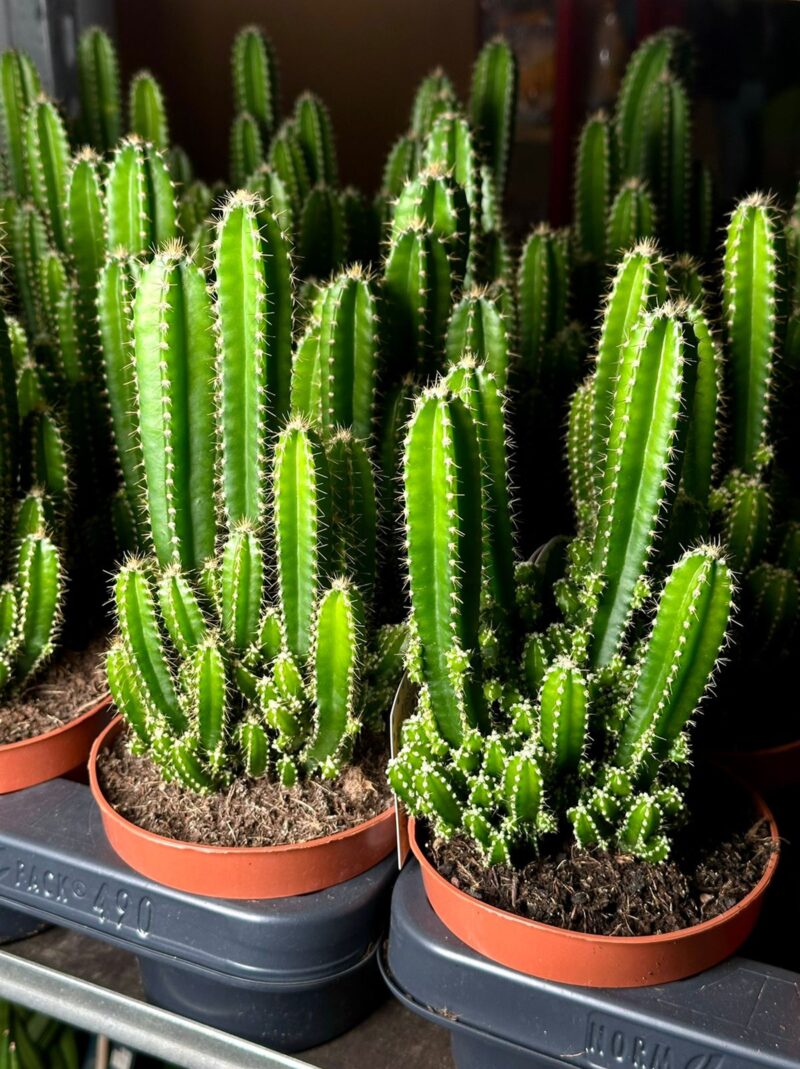 Cereus Florida